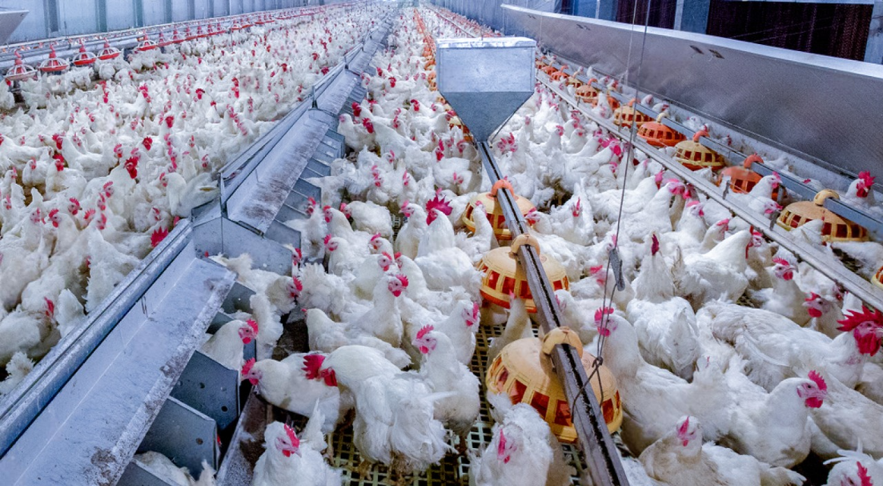 Poultry Farms