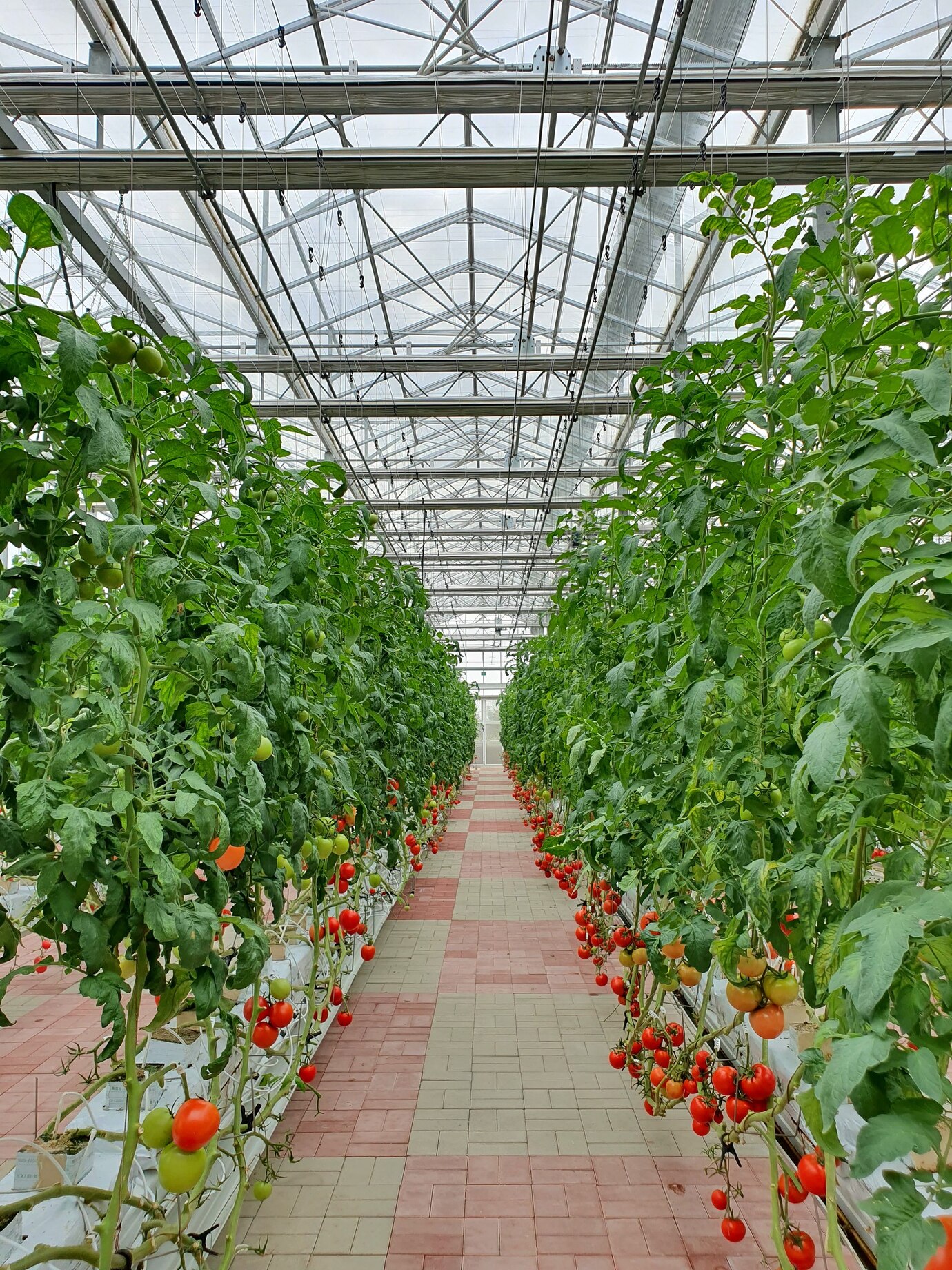 Greenhouses & Hydroponics