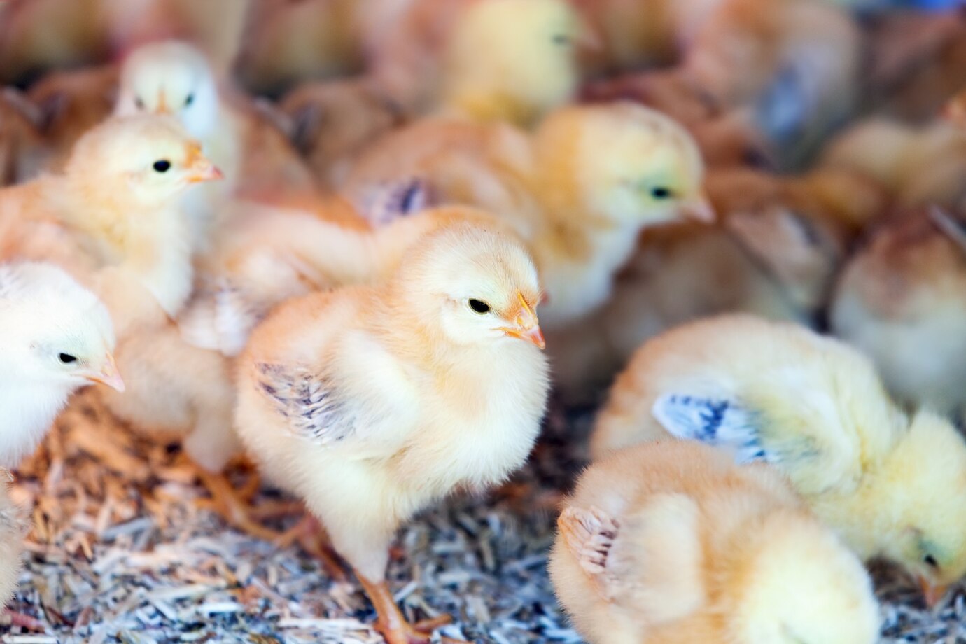 Hatcheries & Chick Placement