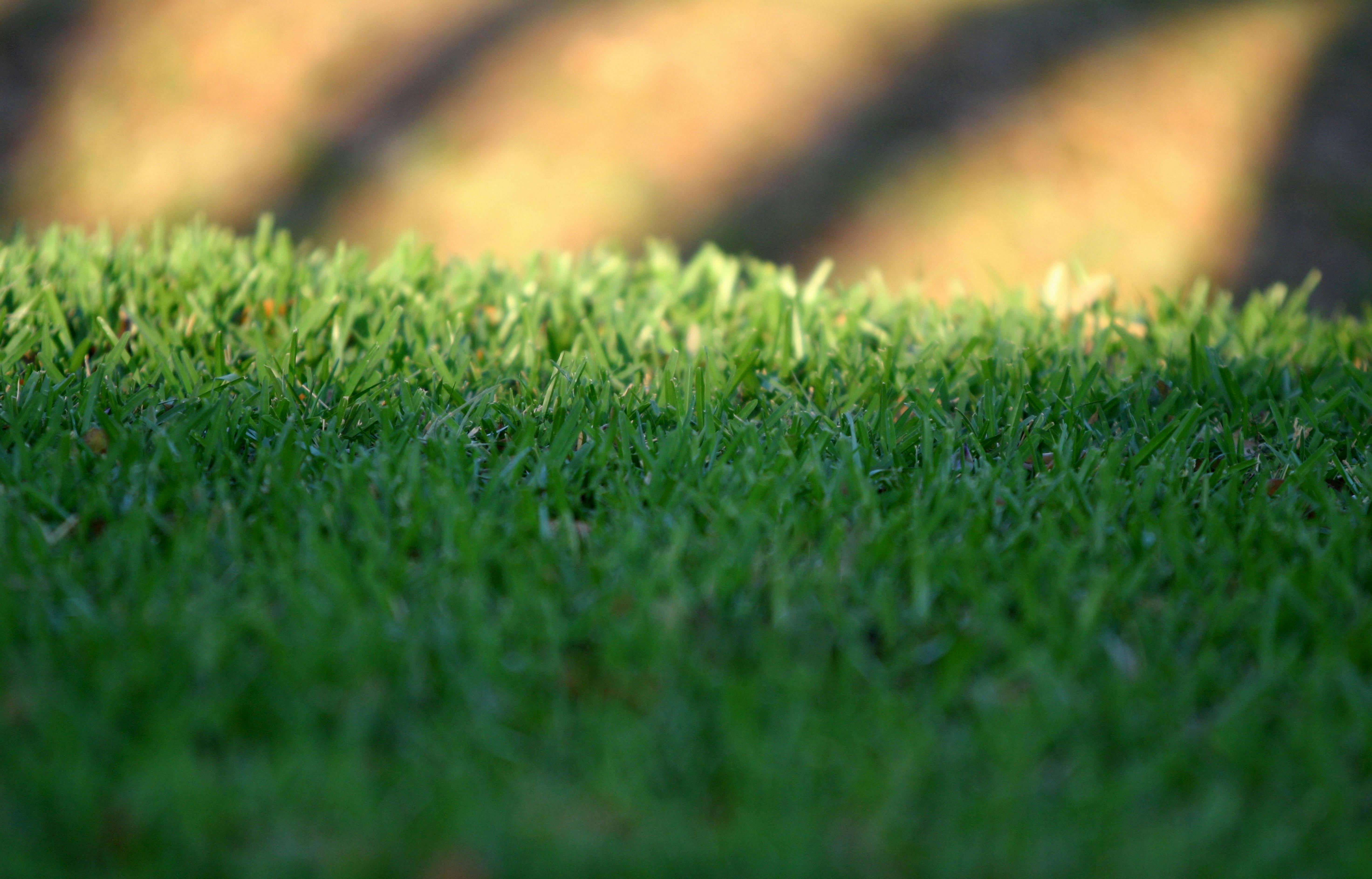 Turf & Lawn Care