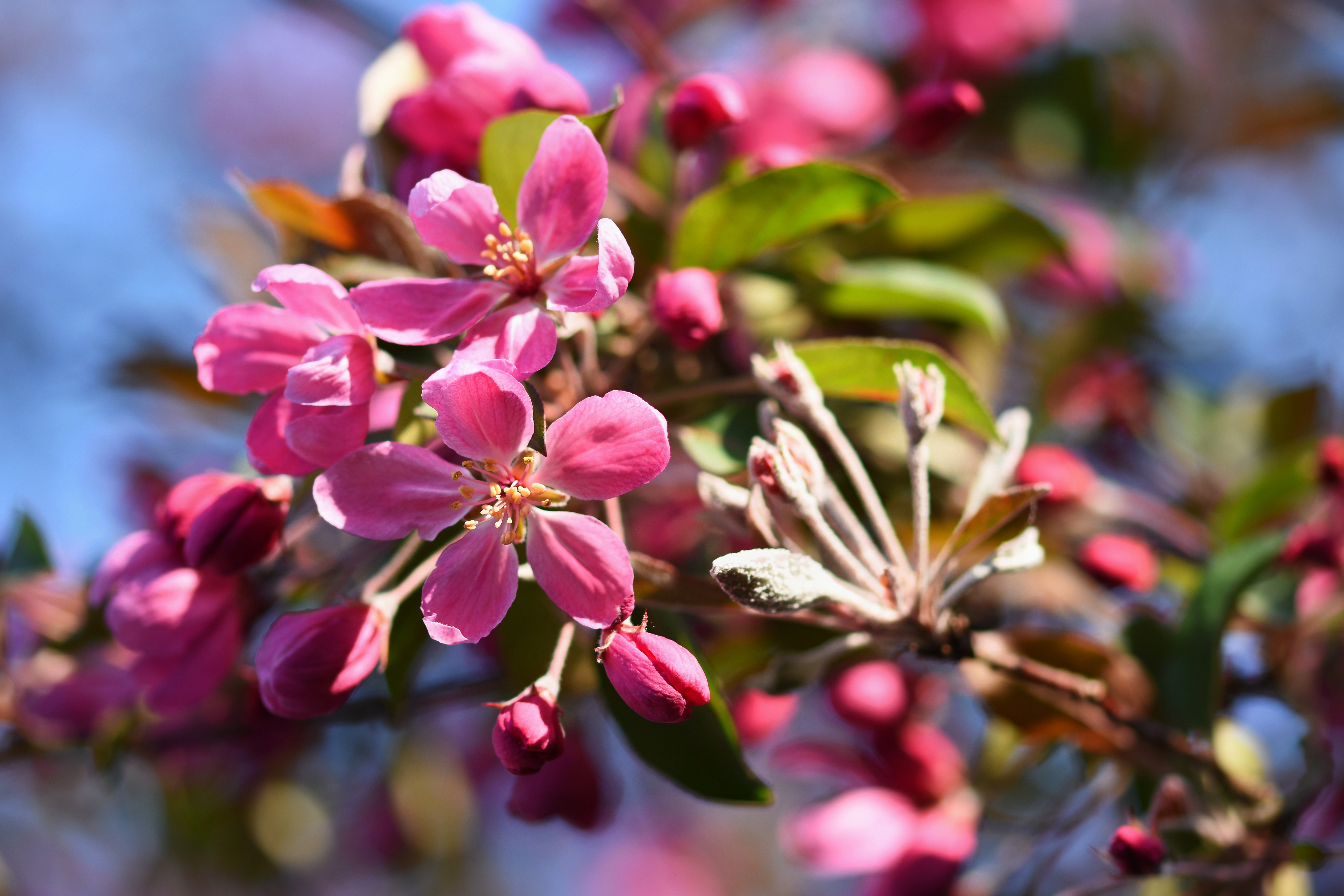 Flowering & Fruiting Enhancement
