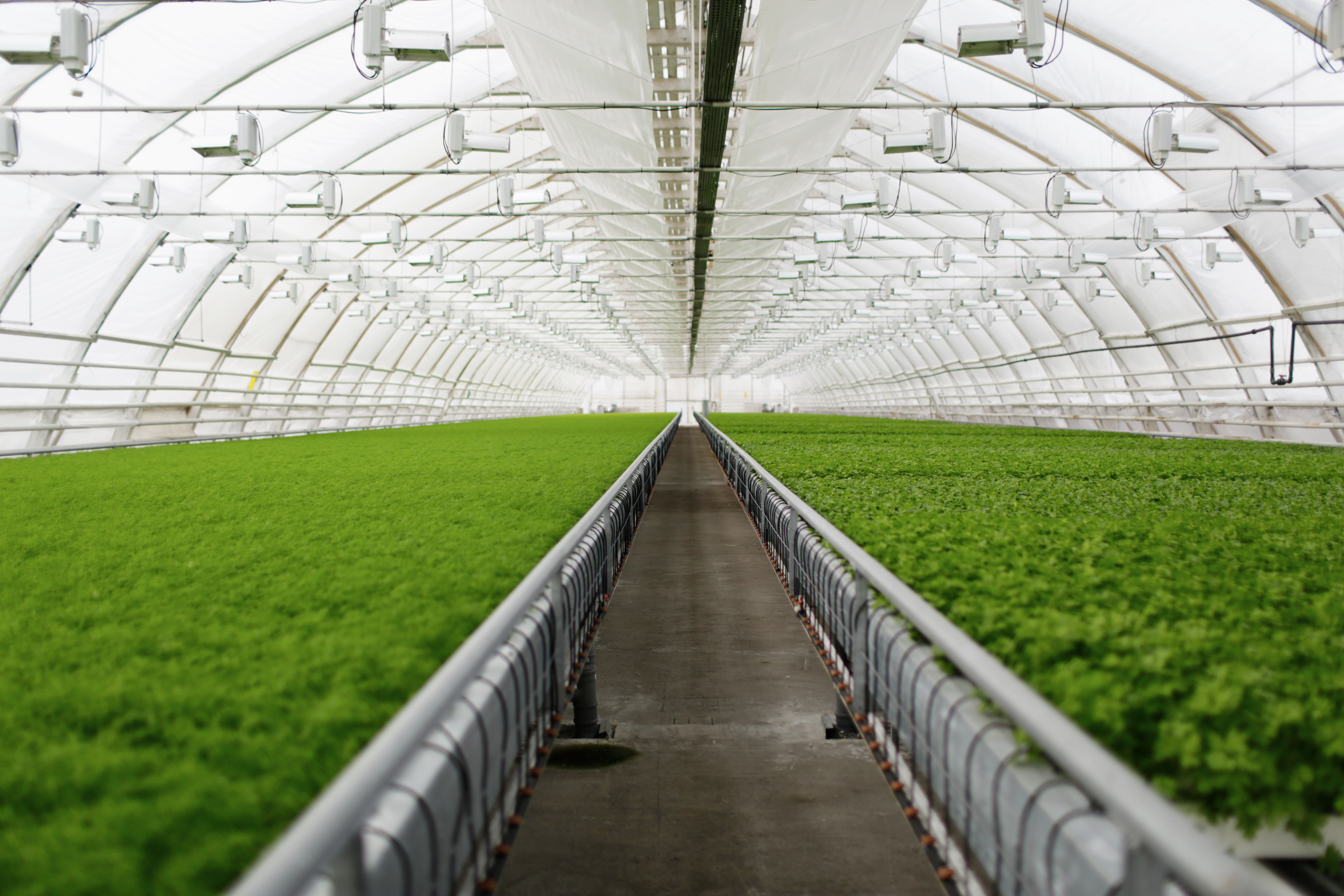 Greenhouses & Hydroponics