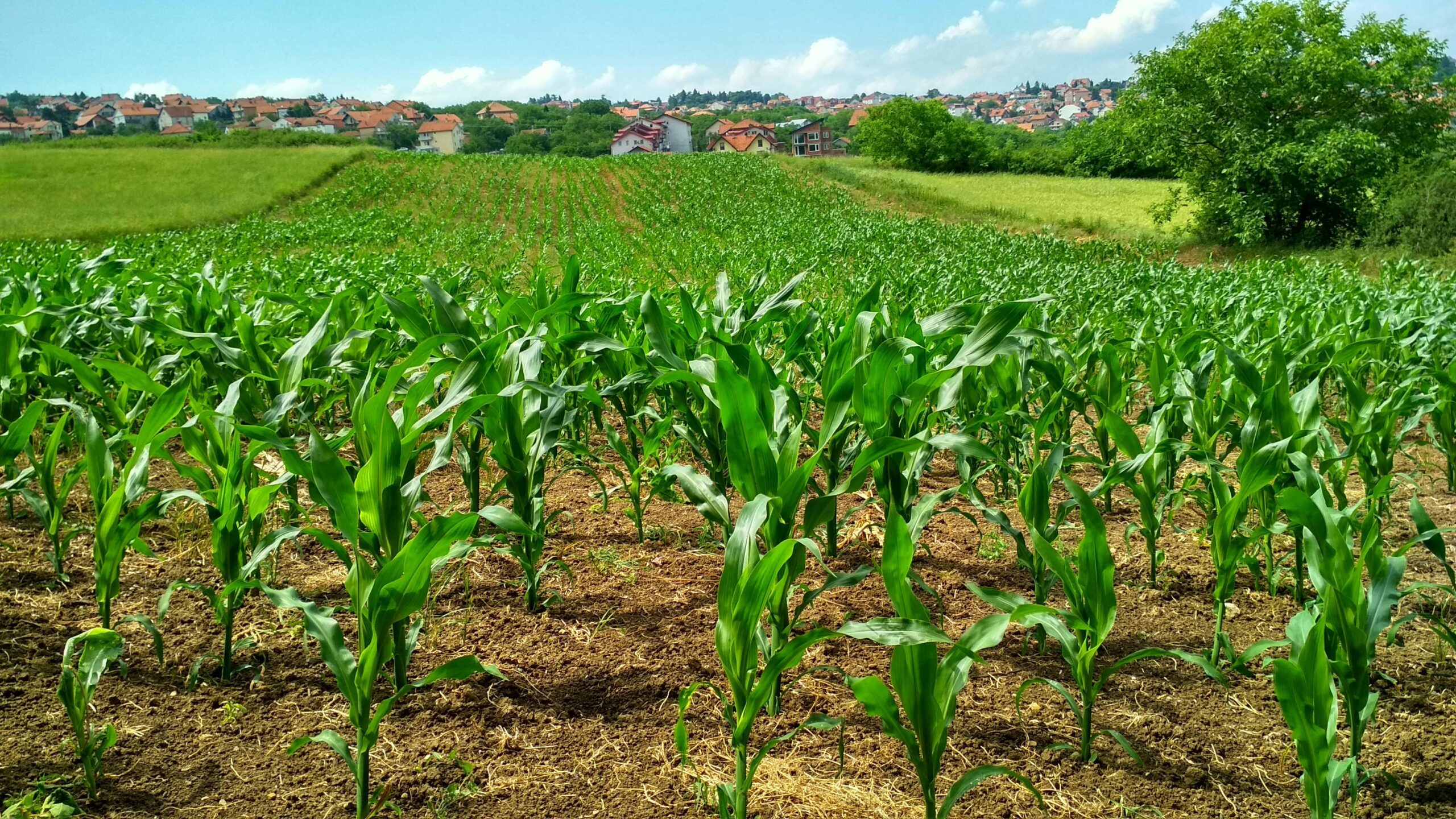 Agriculture